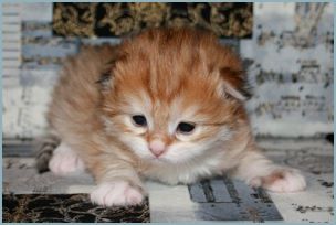 Female Siberian Kitten from Deedlebug Siberians